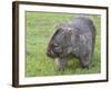 Wombat (Vombatus Ursinus), Wilsons Promontory National Park, Victoria, Australia-Thorsten Milse-Framed Photographic Print