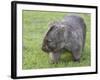 Wombat (Vombatus Ursinus), Wilsons Promontory National Park, Victoria, Australia-Thorsten Milse-Framed Photographic Print