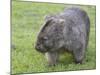 Wombat (Vombatus Ursinus), Wilsons Promontory National Park, Victoria, Australia-Thorsten Milse-Mounted Photographic Print