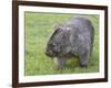 Wombat (Vombatus Ursinus), Wilsons Promontory National Park, Victoria, Australia-Thorsten Milse-Framed Photographic Print