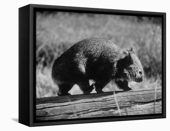 Wombat Walking on a Log-John Dominis-Framed Stretched Canvas