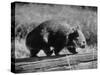 Wombat Walking on a Log-John Dominis-Stretched Canvas