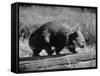 Wombat Walking on a Log-John Dominis-Framed Stretched Canvas