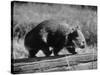 Wombat Walking on a Log-John Dominis-Stretched Canvas