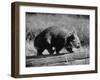 Wombat Walking on a Log-John Dominis-Framed Premium Photographic Print