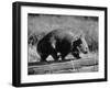 Wombat Walking on a Log-John Dominis-Framed Premium Photographic Print