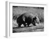 Wombat Walking on a Log-John Dominis-Framed Premium Photographic Print