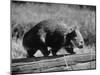 Wombat Walking on a Log-John Dominis-Mounted Premium Photographic Print