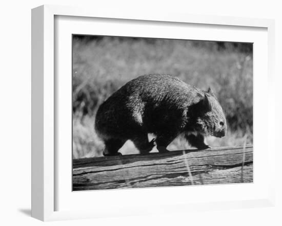 Wombat Walking on a Log-John Dominis-Framed Photographic Print