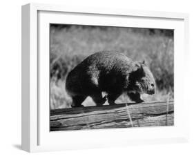 Wombat Walking on a Log-John Dominis-Framed Photographic Print