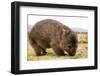 Wombat-marco3t-Framed Photographic Print