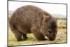 Wombat-marco3t-Mounted Photographic Print