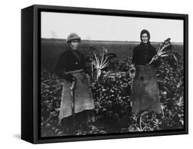 Women Beet Pulling for the War Effort During World War I-Robert Hunt-Framed Stretched Canvas