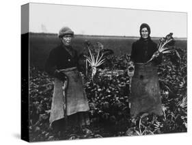 Women Beet Pulling for the War Effort During World War I-Robert Hunt-Stretched Canvas