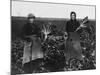 Women Beet Pulling for the War Effort During World War I-Robert Hunt-Mounted Photographic Print