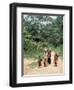 Women Coming Form the Fields, Assoumdele Village, Northern Area, Congo, Africa-David Poole-Framed Photographic Print