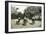 Women Dancers Performing, Sierra Leone, 20th Century-null-Framed Giclee Print