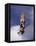 Women Diver Flying Through the Air, California, USA-Paul Sutton-Framed Stretched Canvas