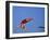 Women Diver Flying Through the Air-null-Framed Premium Photographic Print