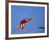 Women Diver Flying Through the Air-null-Framed Photographic Print