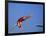 Women Diver Flying Through the Air-null-Framed Photographic Print