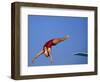 Women Diver Flying Through the Air-null-Framed Photographic Print