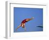 Women Diver Flying Through the Air-null-Framed Photographic Print