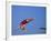 Women Diver Flying Through the Air-null-Framed Photographic Print