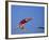 Women Diver Flying Through the Air-null-Framed Photographic Print