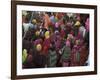 Women from Villages Crowd the Street at the Camel Fair, Pushkar, Rajasthan State, India-Jeremy Bright-Framed Photographic Print