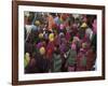 Women from Villages Crowd the Street at the Camel Fair, Pushkar, Rajasthan State, India-Jeremy Bright-Framed Photographic Print