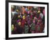 Women from Villages Crowd the Street at the Camel Fair, Pushkar, Rajasthan State, India-Jeremy Bright-Framed Photographic Print