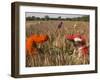 Women in Colourful Saris in a Field of Aloe Vera Preparing for Flood Irrigation, Village of Borunda-Eitan Simanor-Framed Photographic Print