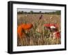 Women in Colourful Saris in a Field of Aloe Vera Preparing for Flood Irrigation, Village of Borunda-Eitan Simanor-Framed Photographic Print