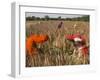 Women in Colourful Saris in a Field of Aloe Vera Preparing for Flood Irrigation, Village of Borunda-Eitan Simanor-Framed Photographic Print