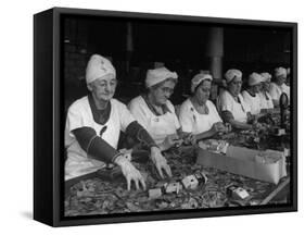 Women Packaging Bay Leaves in A&P Plant-Herbert Gehr-Framed Stretched Canvas