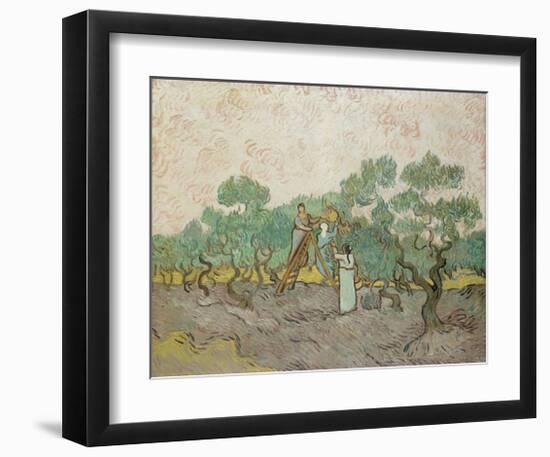 Women Picking Olives, 1889-Vincent van Gogh-Framed Giclee Print