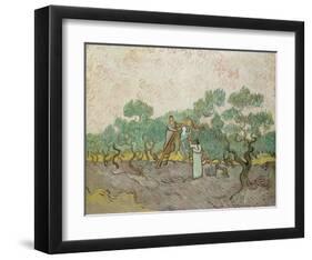 Women Picking Olives, 1889-Vincent van Gogh-Framed Giclee Print