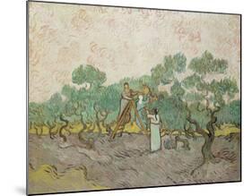 Women Picking Olives, 1889-Vincent van Gogh-Mounted Giclee Print