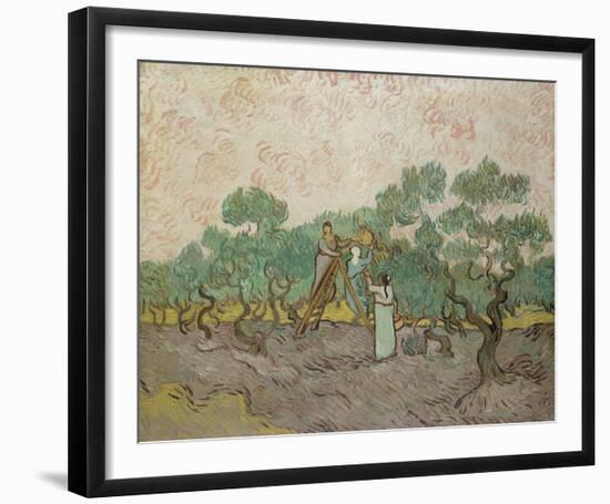 Women Picking Olives, 1889-Vincent van Gogh-Framed Art Print