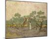 Women Picking Olives Anagoria-Vincent Van Gogh-Mounted Giclee Print