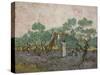 Women Picking Olives-Vincent van Gogh-Stretched Canvas
