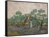 Women Picking Olives-Vincent van Gogh-Framed Stretched Canvas