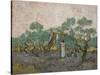 Women Picking Olives-Vincent van Gogh-Stretched Canvas