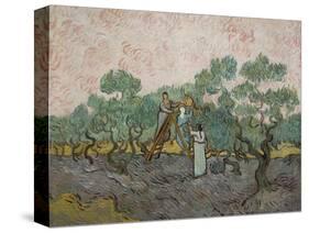 Women Picking Olives-Vincent van Gogh-Stretched Canvas