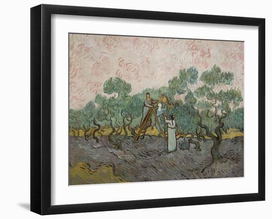 Women Picking Olives-Vincent van Gogh-Framed Art Print