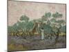 Women Picking Olives-Vincent van Gogh-Mounted Art Print