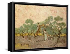 Women Picking Olives-Vincent van Gogh-Framed Stretched Canvas