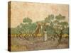 Women Picking Olives-Vincent van Gogh-Stretched Canvas