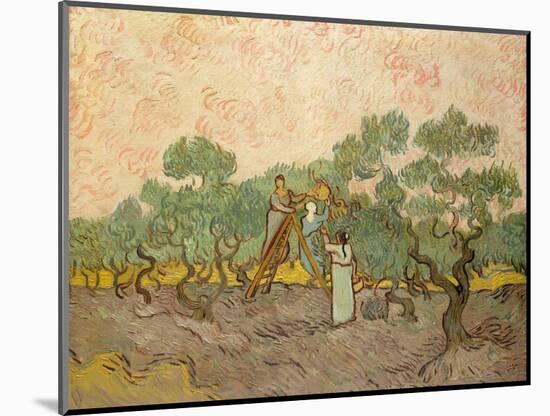 Women Picking Olives-Vincent van Gogh-Mounted Giclee Print